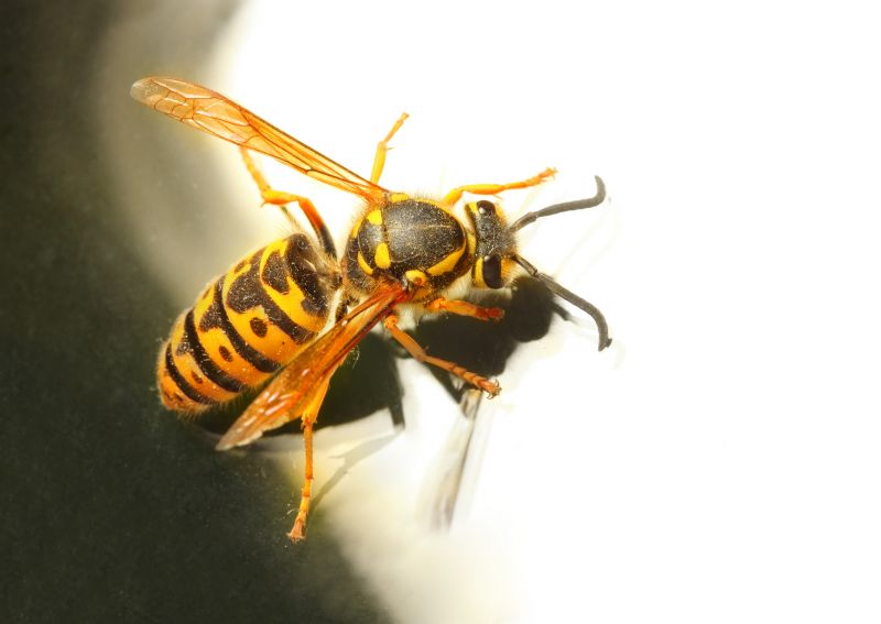 yellow jacket extermination
