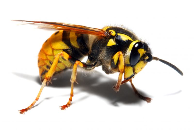 Yellow Jacket Extermination
