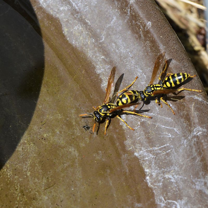 Yellow Jackets Near Picnic Area