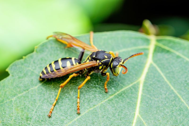 Yellow Jacket Nest in Tree